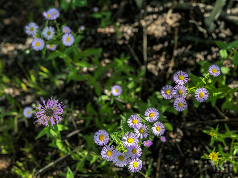 Wildflowers along Morrison Creek Trail, Buffalo Creek, CO, July 27, 2019